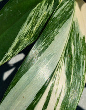 Load image into Gallery viewer, Variegated Epipremnum amplissimum
