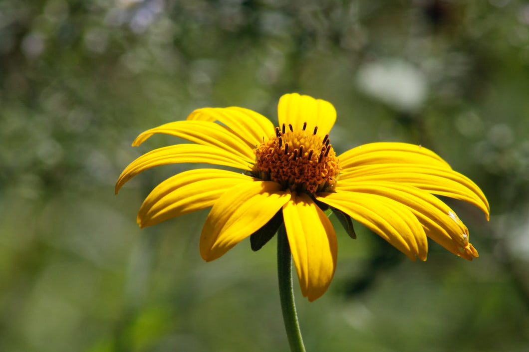 False Sunflower (Heliopsis helianthoides) PA NATIVE- BARE ROOT