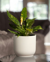 Load image into Gallery viewer, Philodendron Ring of Fire
