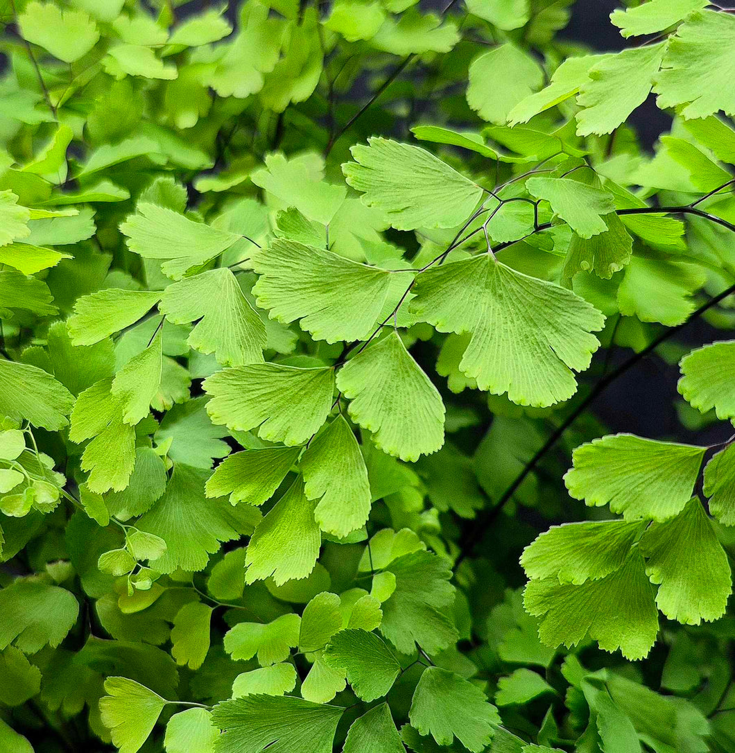 Maidenhair Fern (Adiantum aethiopicum)