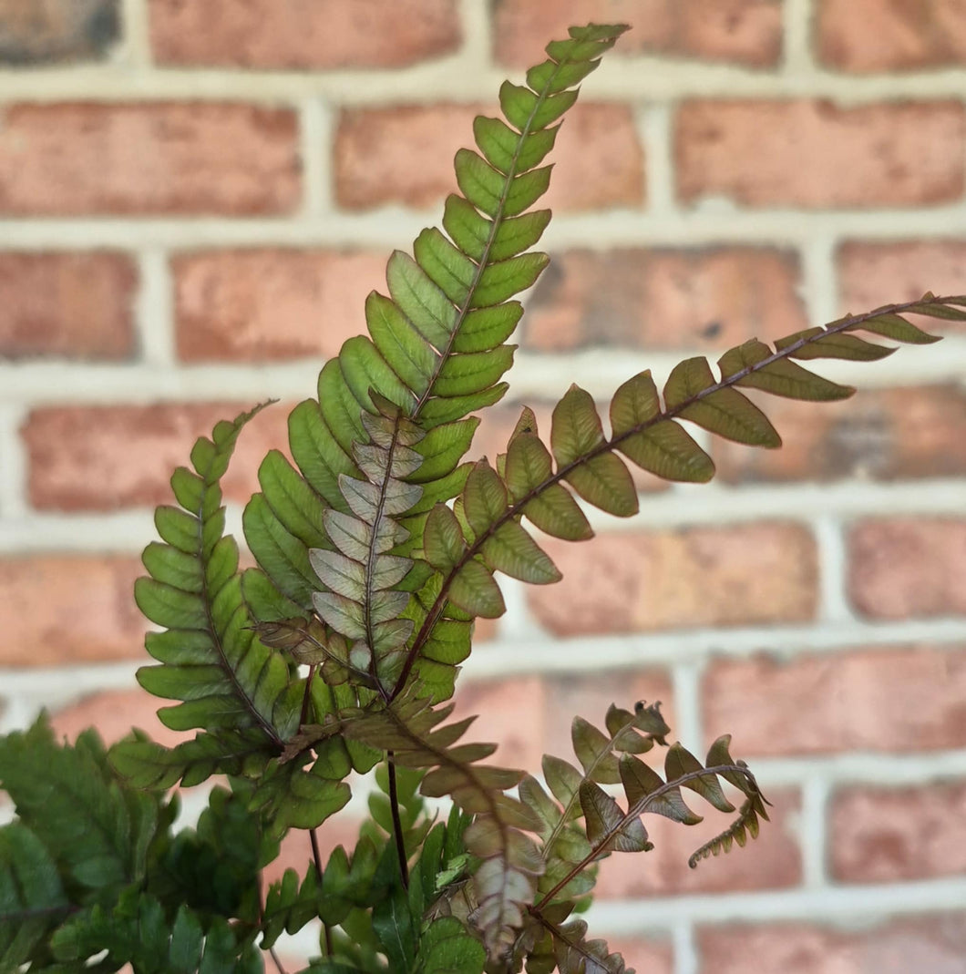 Autumn Fern (Dryopteris erythrosora)