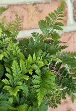 Load image into Gallery viewer, Rabbits Foot Fern (Davavilla fajeensis)
