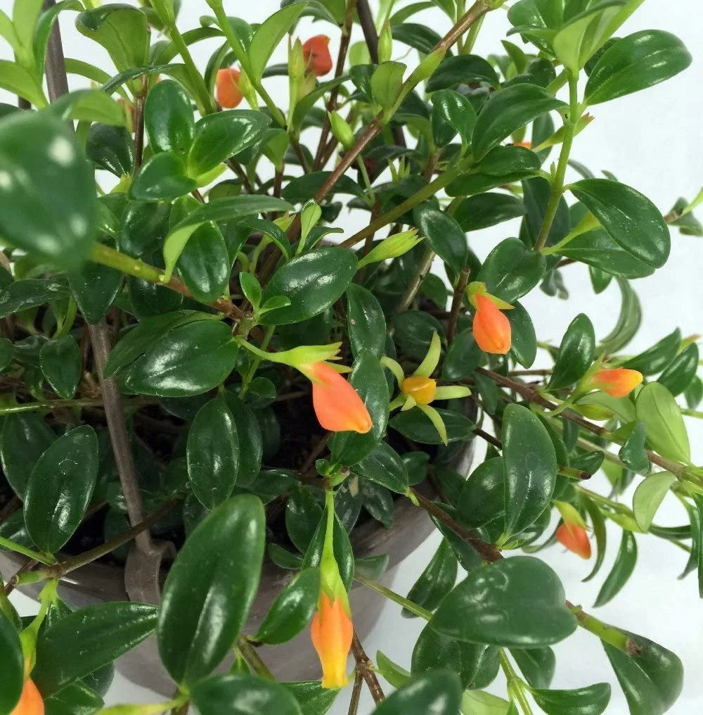Goldfish Vine (Nematanthus gregarius)