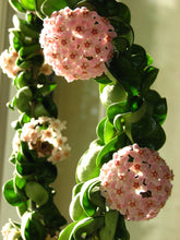 Load image into Gallery viewer, Hoya Rope (Hoya carnosa compacta)

