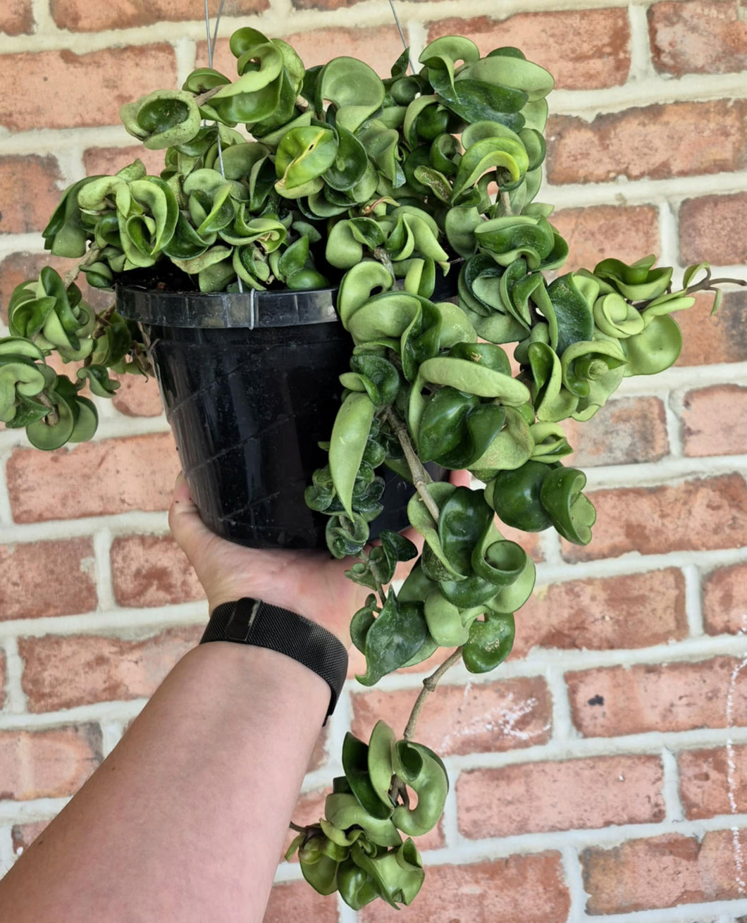 Hoya Rope (Hoya carnosa compacta)