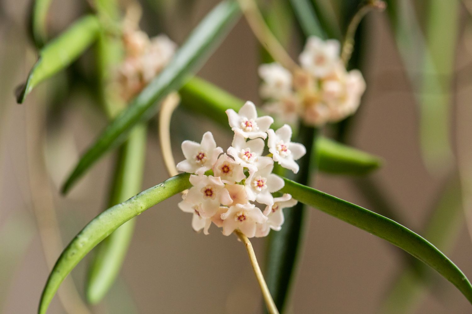 hoya ホヤ shepherdii シェパーディ 3号 Hoya shepherdii – Cedar Bridge Botanicals