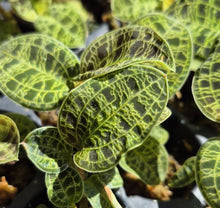 Load image into Gallery viewer, Jewel Orchid (Macodes petola)
