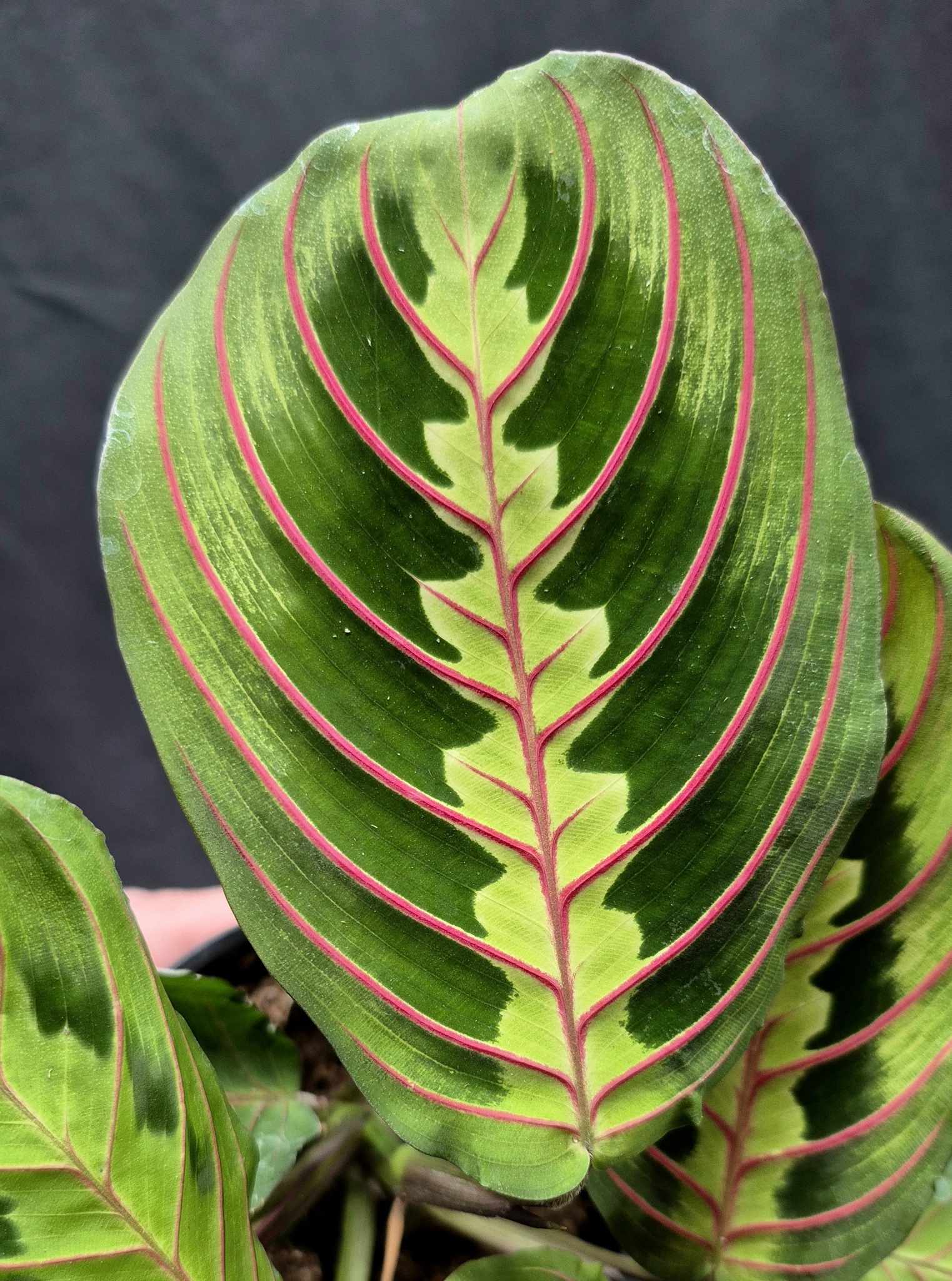 maranta leuconeura cv prayer plant Prayer Plant (Maranta leuconeura) – Cedar Bridge Botanicals