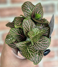 Load image into Gallery viewer, Nerve Plant (Fittonia albivenis)
