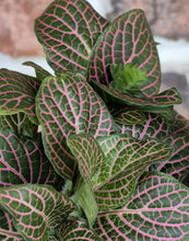 Load image into Gallery viewer, Nerve Plant (Fittonia albivenis)
