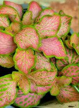 Load image into Gallery viewer, Premium Nerve Plants (Fittonia albivenis)
