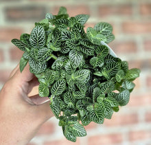 Load image into Gallery viewer, Nerve Plant (Fittonia albivenis)
