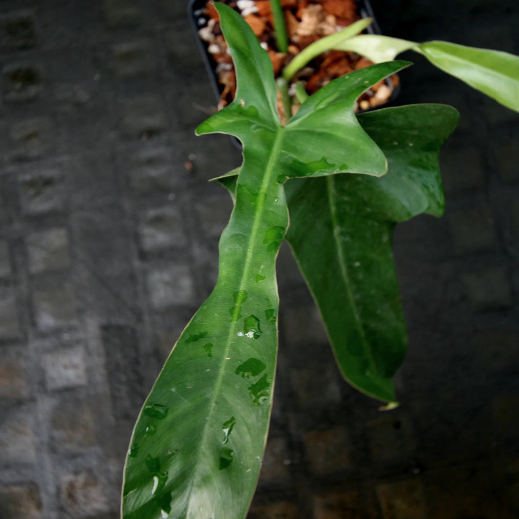 Philodendron longibolatum