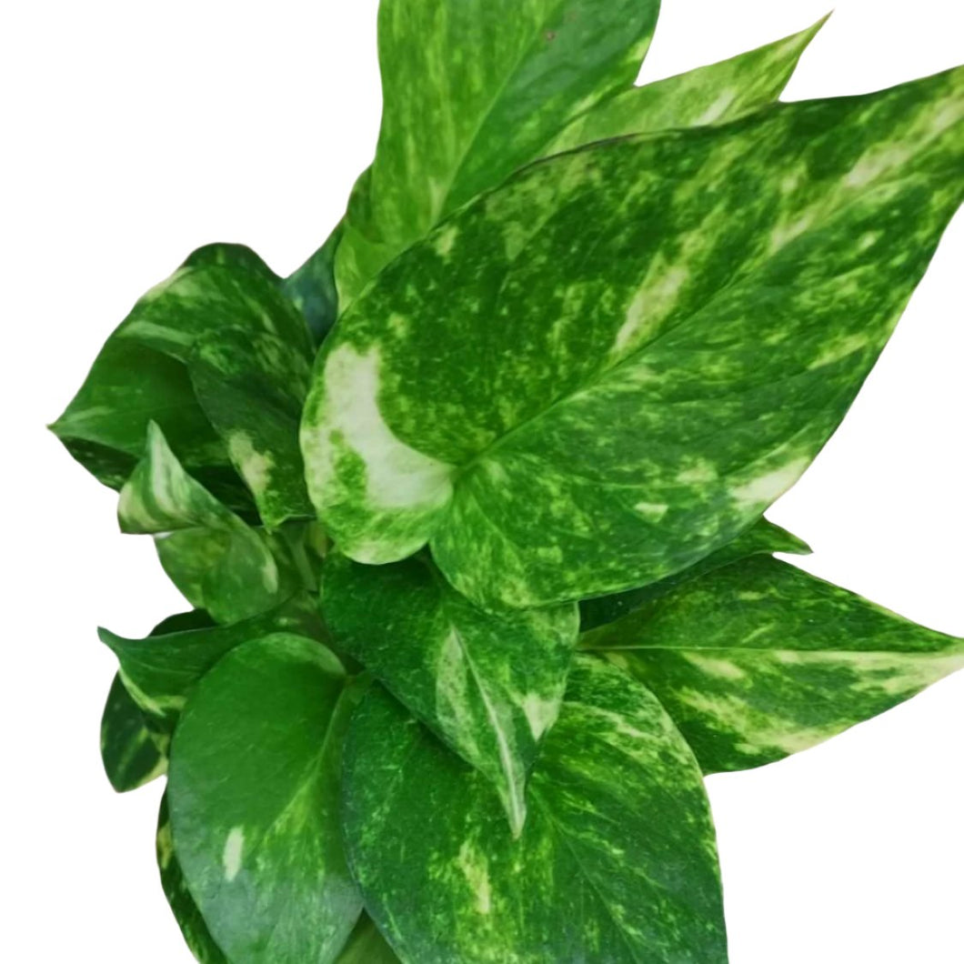 A golden pothos