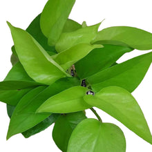 Load image into Gallery viewer, a neon pothos. the leaves are slightly yellowish green, giving it a neon appearance
