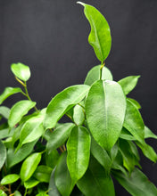 Load image into Gallery viewer, Ficus Benji (Ficus benjamina)
