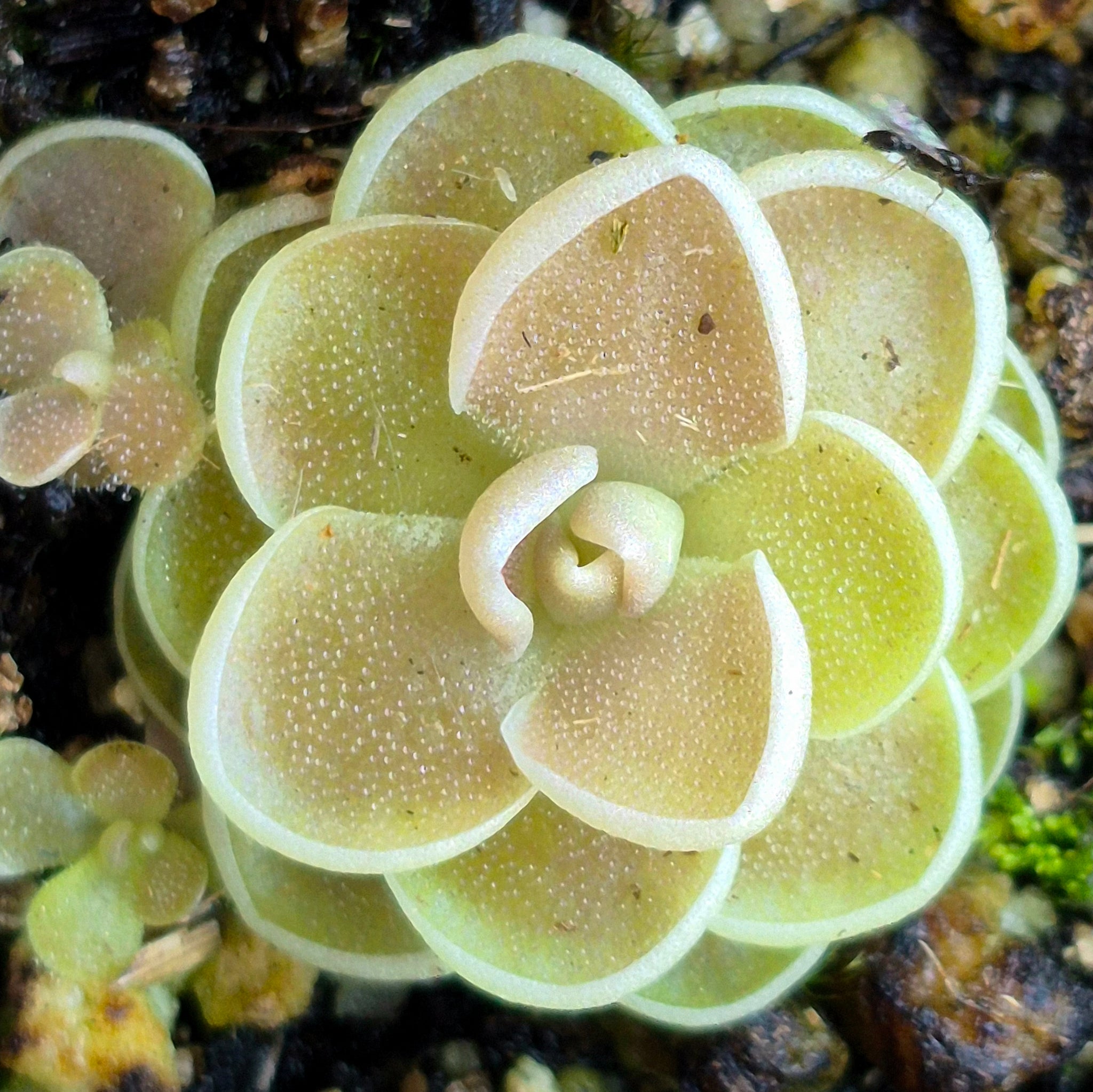 butterwort succulent Pinguicula esseriana 'Agua de Leon' (Butterwort) – Cedar Bridge Botanicals