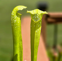 Load image into Gallery viewer, Sarracenia &#39;Green Monster&#39; (American Pitcher Plant)
