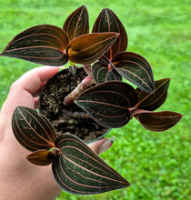 Load image into Gallery viewer, Jewel Orchid (Ludisia discolor)
