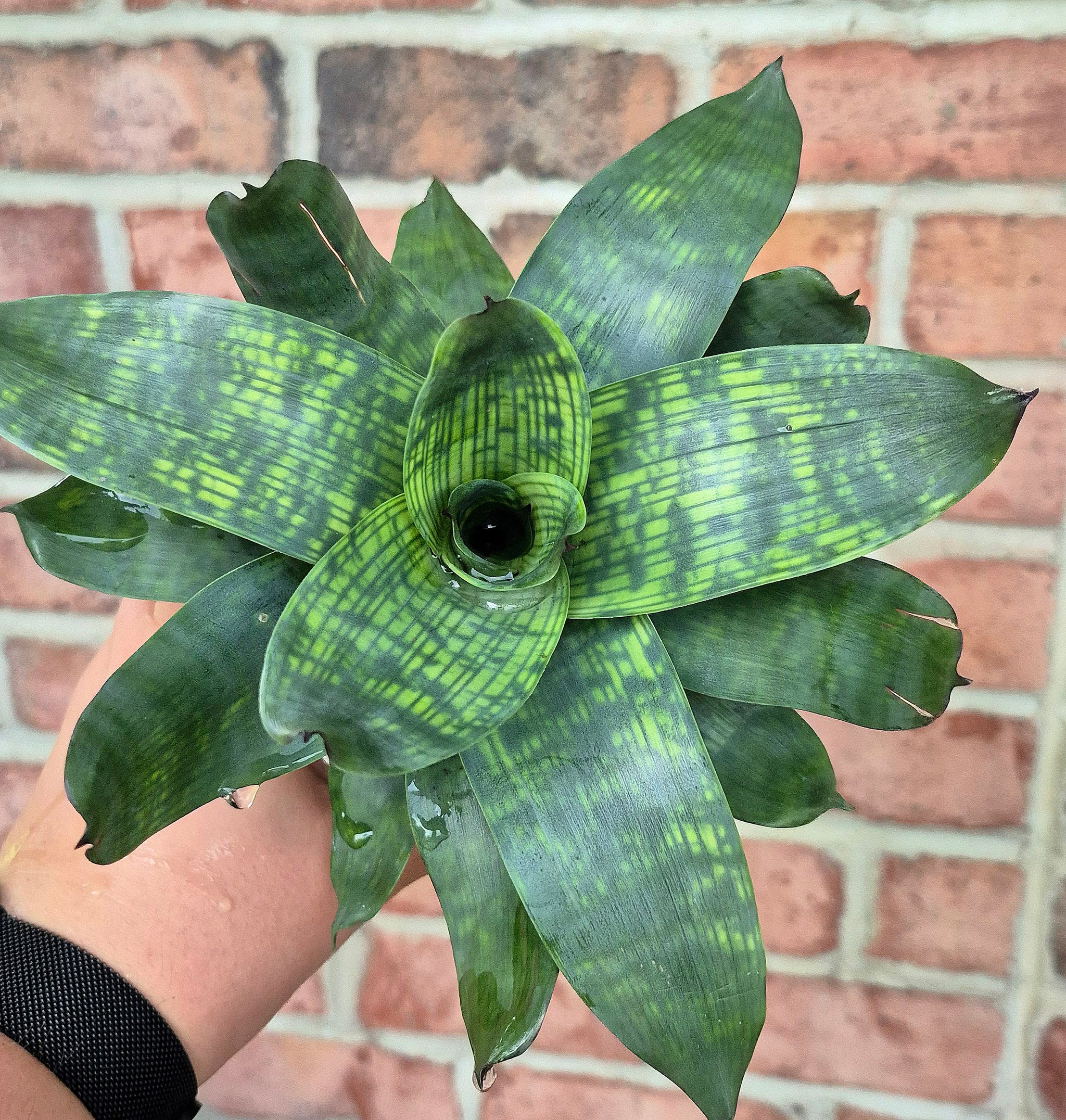 Houseplants – Page 16 – Cedar Bridge Botanicals