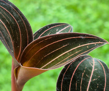 Load image into Gallery viewer, Jewel Orchid (Ludisia discolor)
