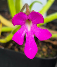 Load image into Gallery viewer, Pinguicula moctezumae (Butterwort)

