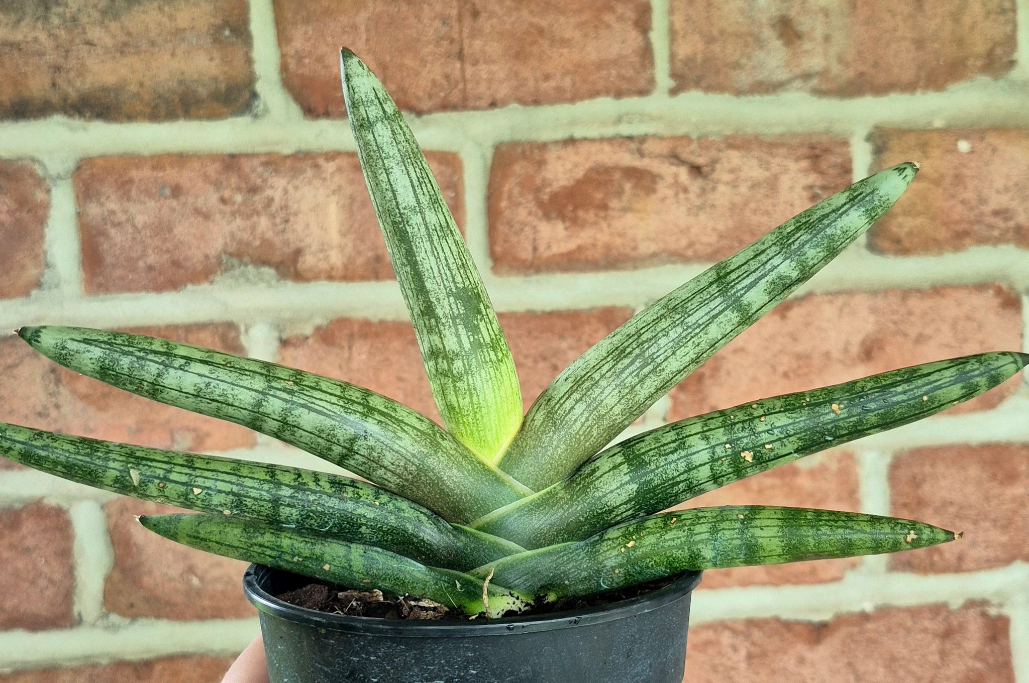 is snake plant dracaena or sansevieria Starfish Snake Plant (Dracaena 'Starfish') – Cedar Bridge Botanicals
