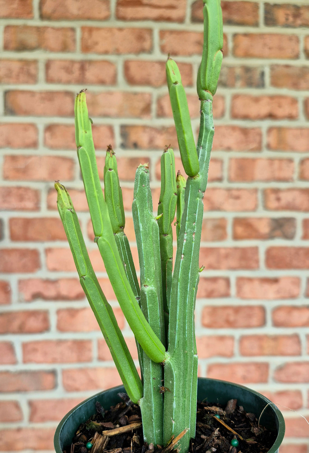 Euphorbia phosphorea