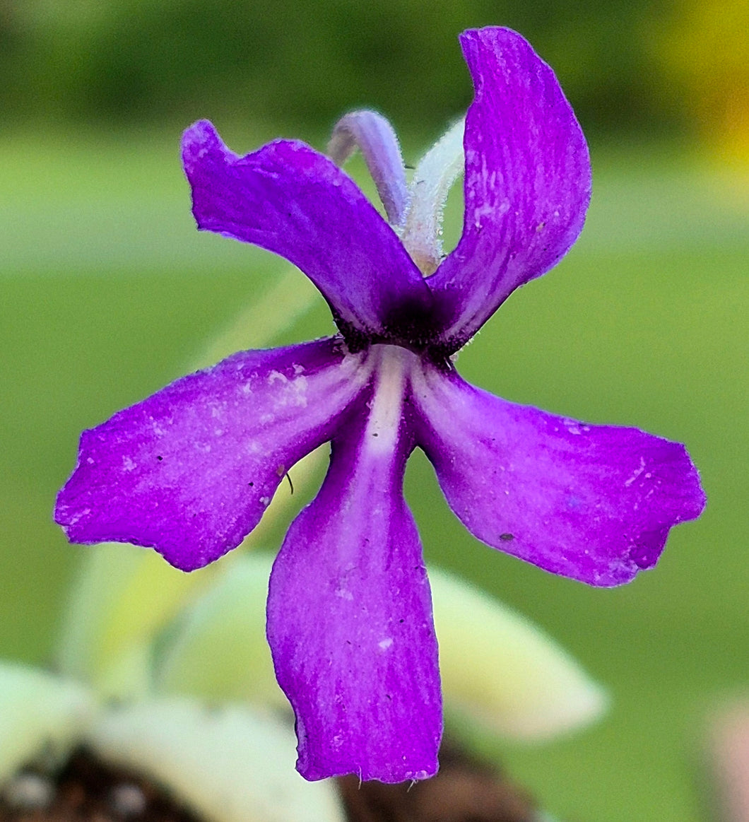 Pinguicula 'Huahuapan'