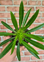 Load image into Gallery viewer, Madagascar Palm (Pachypodium lamerei)
