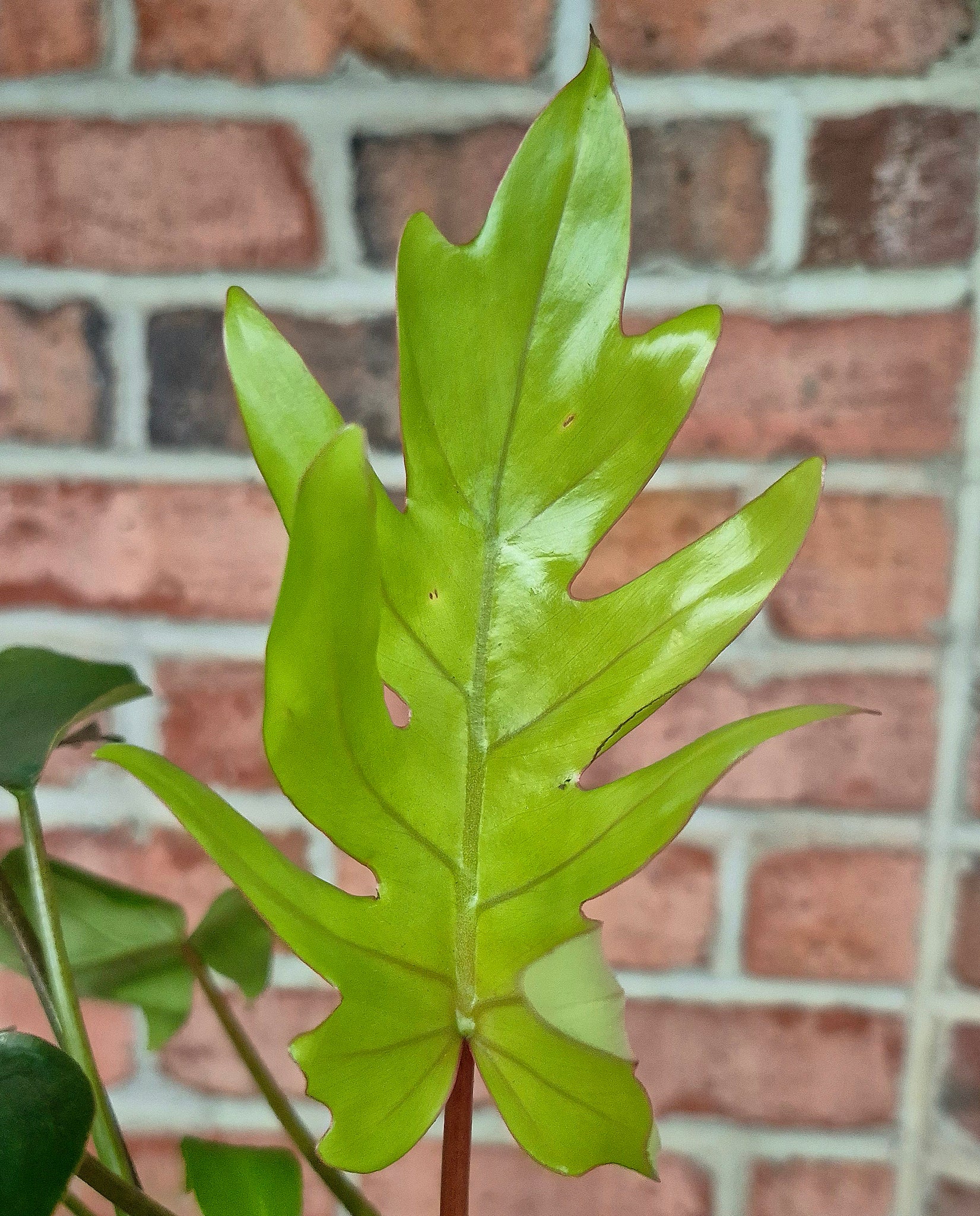 dubian philodendron Philodendron dubium – Cedar Bridge Botanicals