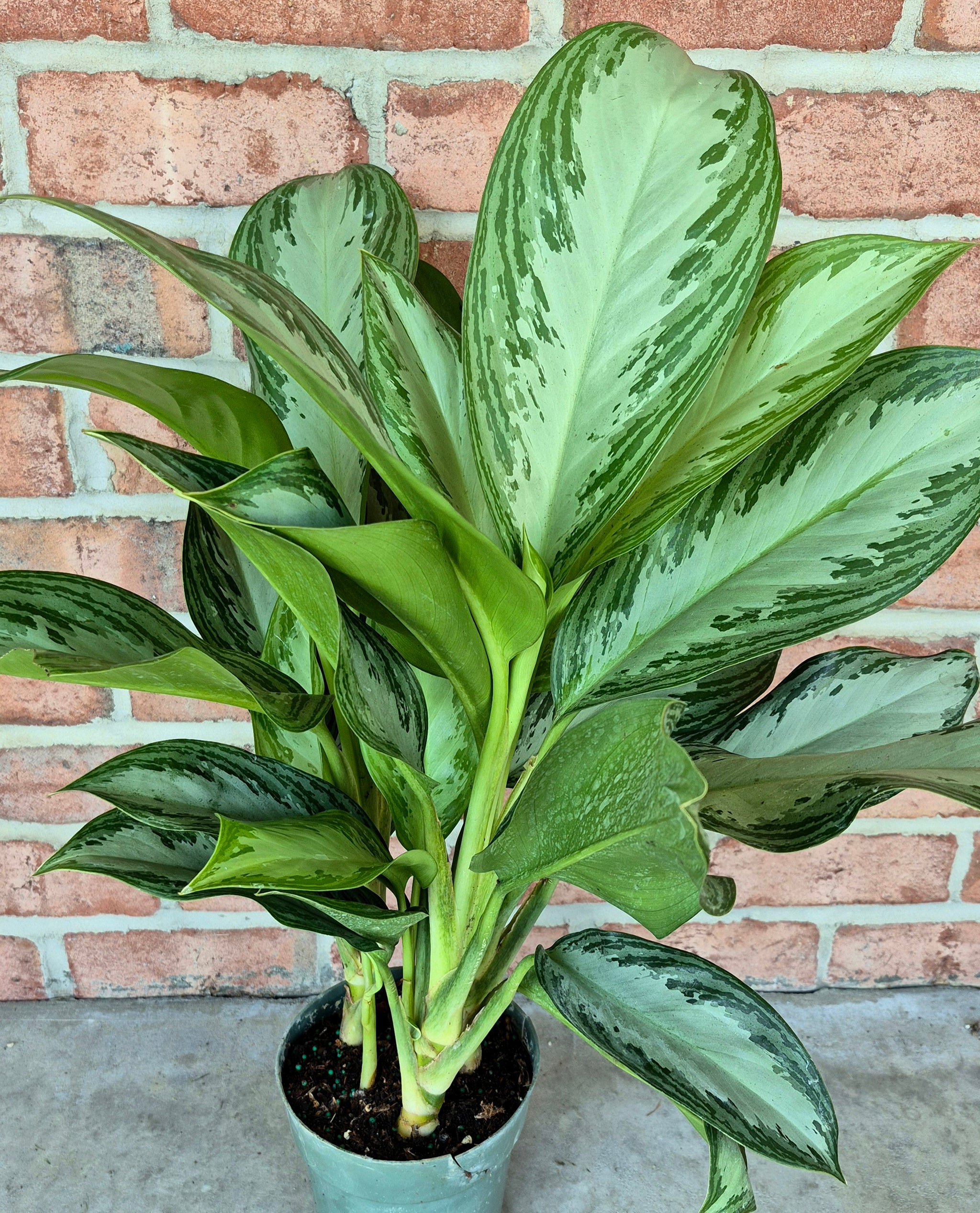 60cm chinese evergreen aglaonema 'silver bay Silver Bay Chinese Evergreen (Aglaonema 'Silver Bay') – Cedar Bridge  Botanicals