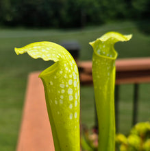 Load image into Gallery viewer, Sarracenia &#39;Green Monster&#39; (American Pitcher Plant)
