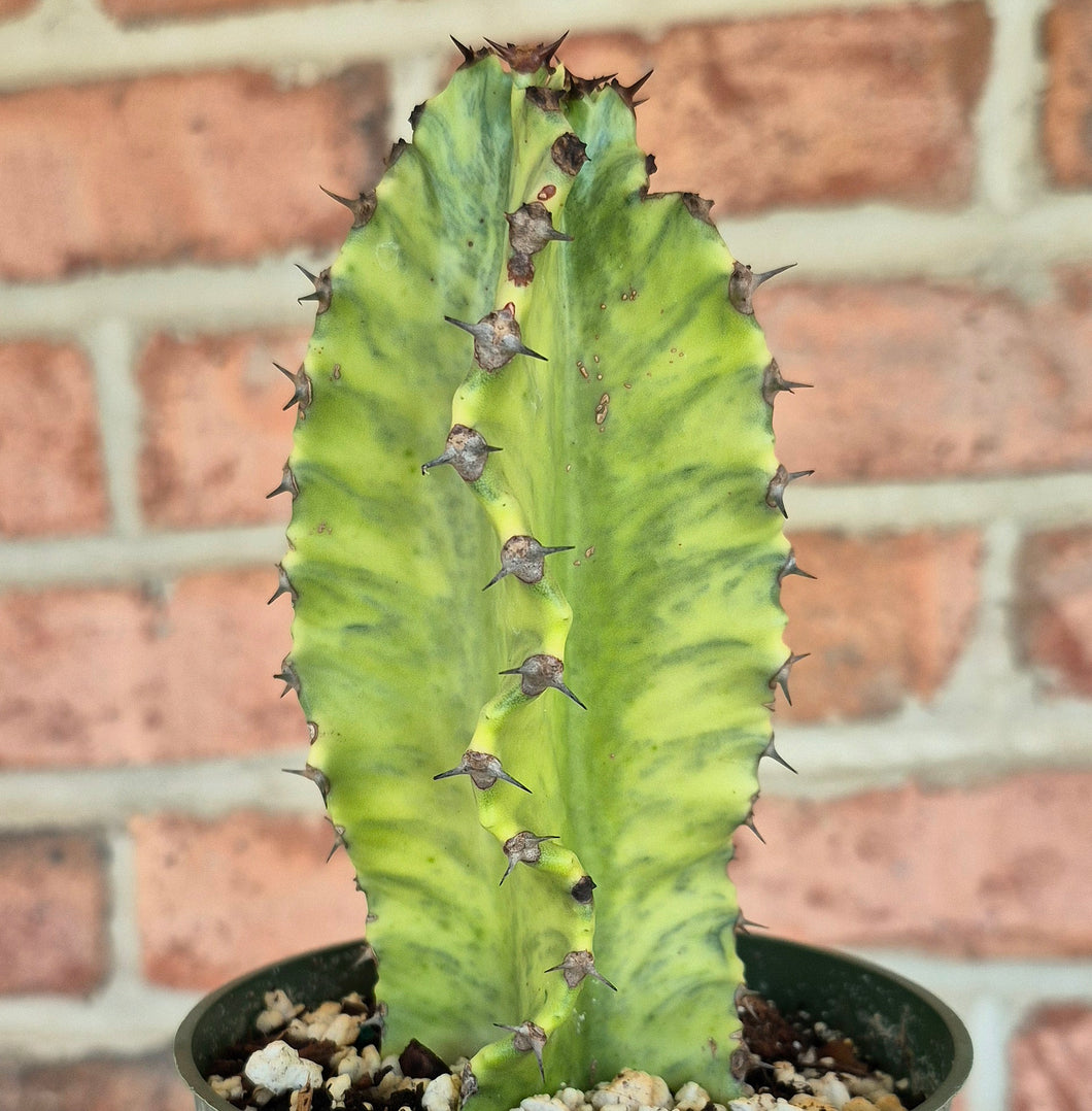 Euphorbia ammak variegata