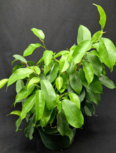 Load image into Gallery viewer, Ficus Benji (Ficus benjamina)
