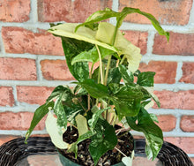 Load image into Gallery viewer, Syngonium albo
