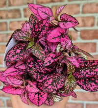 Load image into Gallery viewer, Polka Dot Plant (Hypoestes phyllostachya)
