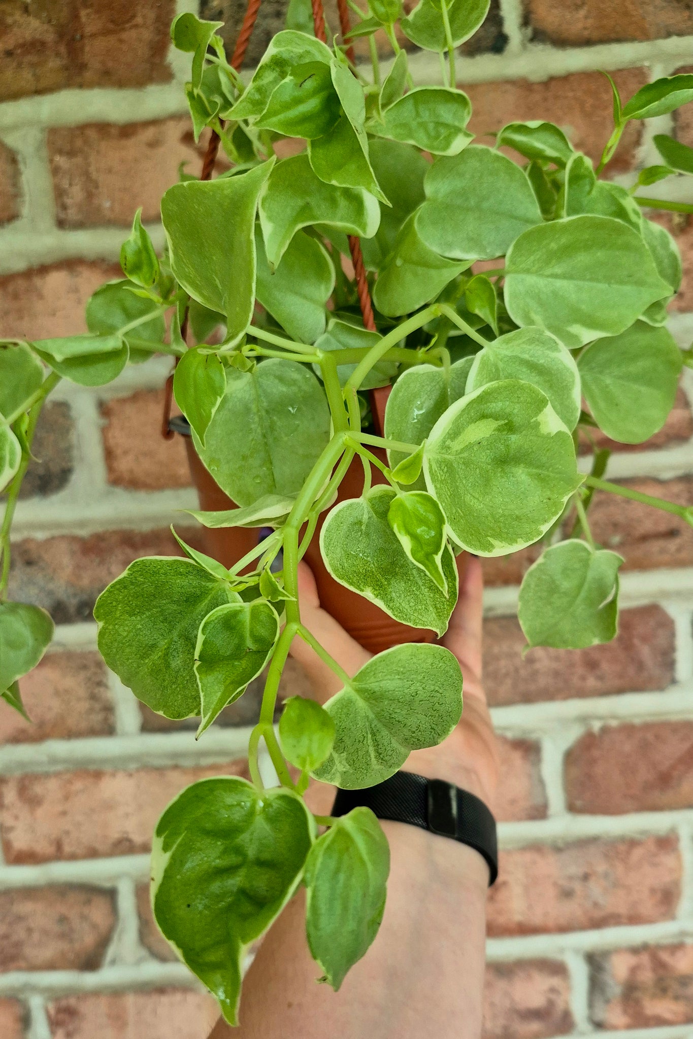 philodendron cupid Cupid Vine (Peperomia scandens variegata) – Cedar Bridge Botanicals