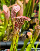 Load image into Gallery viewer, Sarracenia &#39;Martha&#39;s Furnace&#39;
