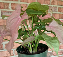 Load image into Gallery viewer, Syngonium Neon Pink
