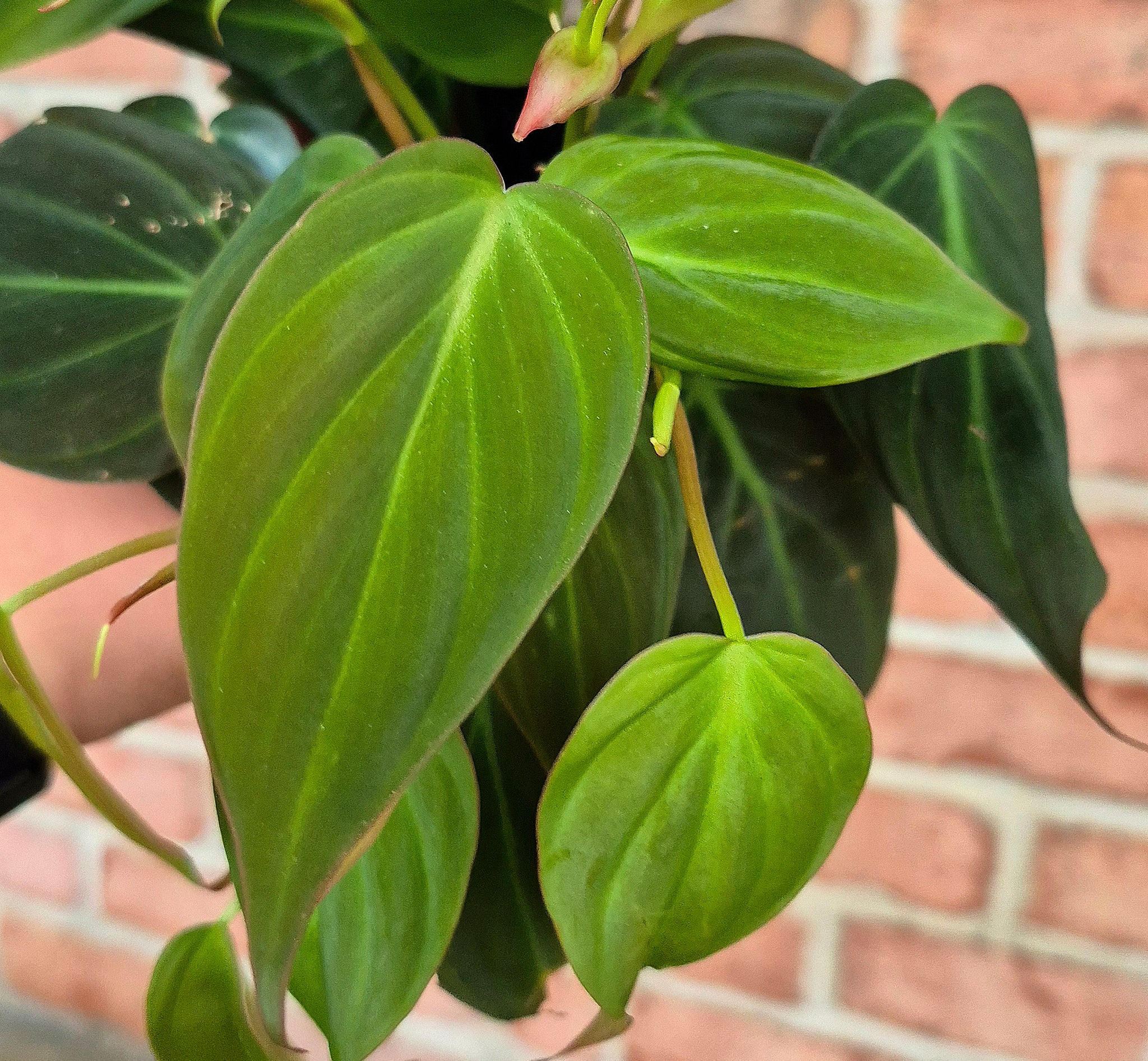 philodendron micans pet safe Philodendron micans – Cedar Bridge Botanicals