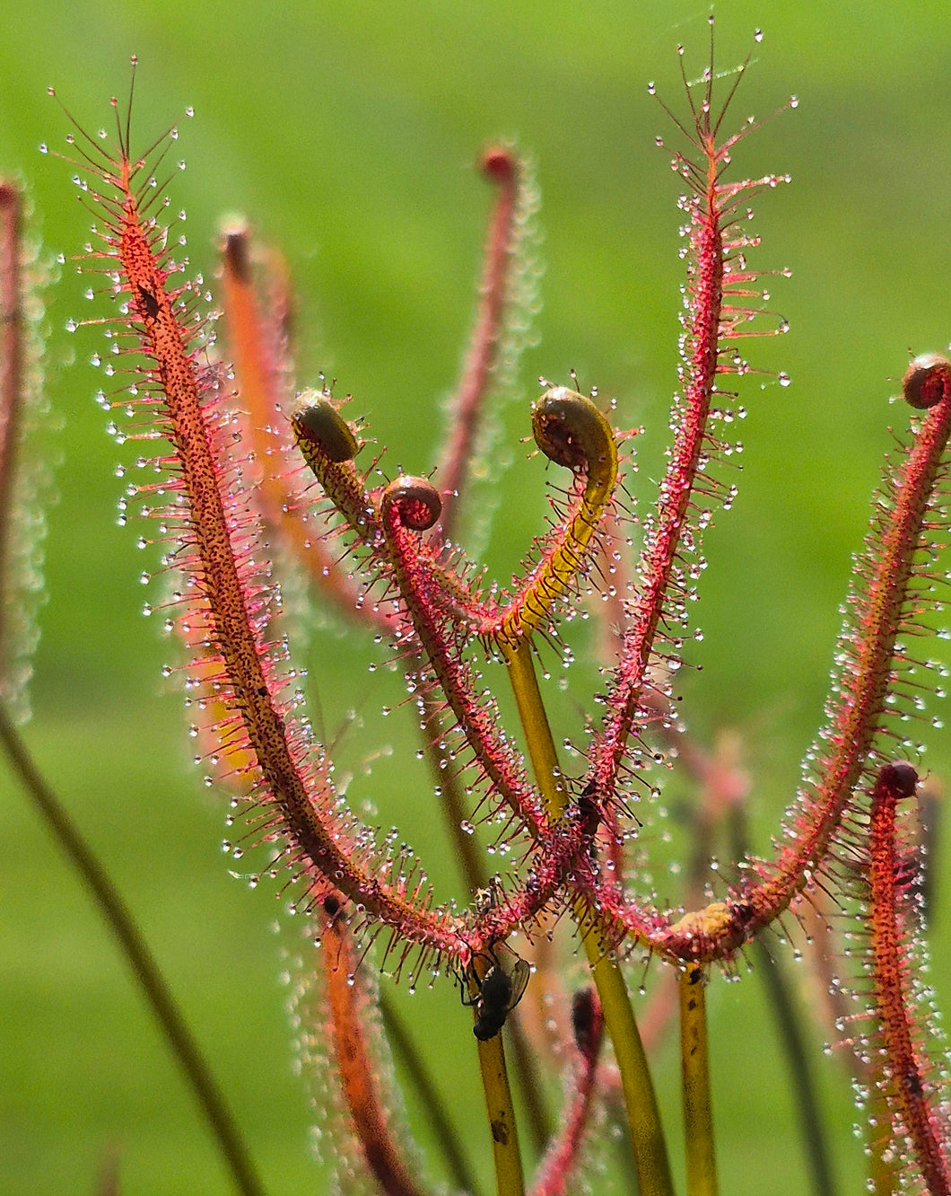 Drosera binata