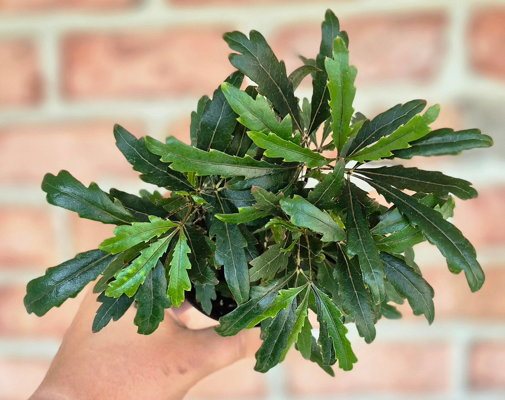 Galaxy False Aralia (Plerandra elegantissima 'Galaxy')  Cedar Bridge  Botanicals