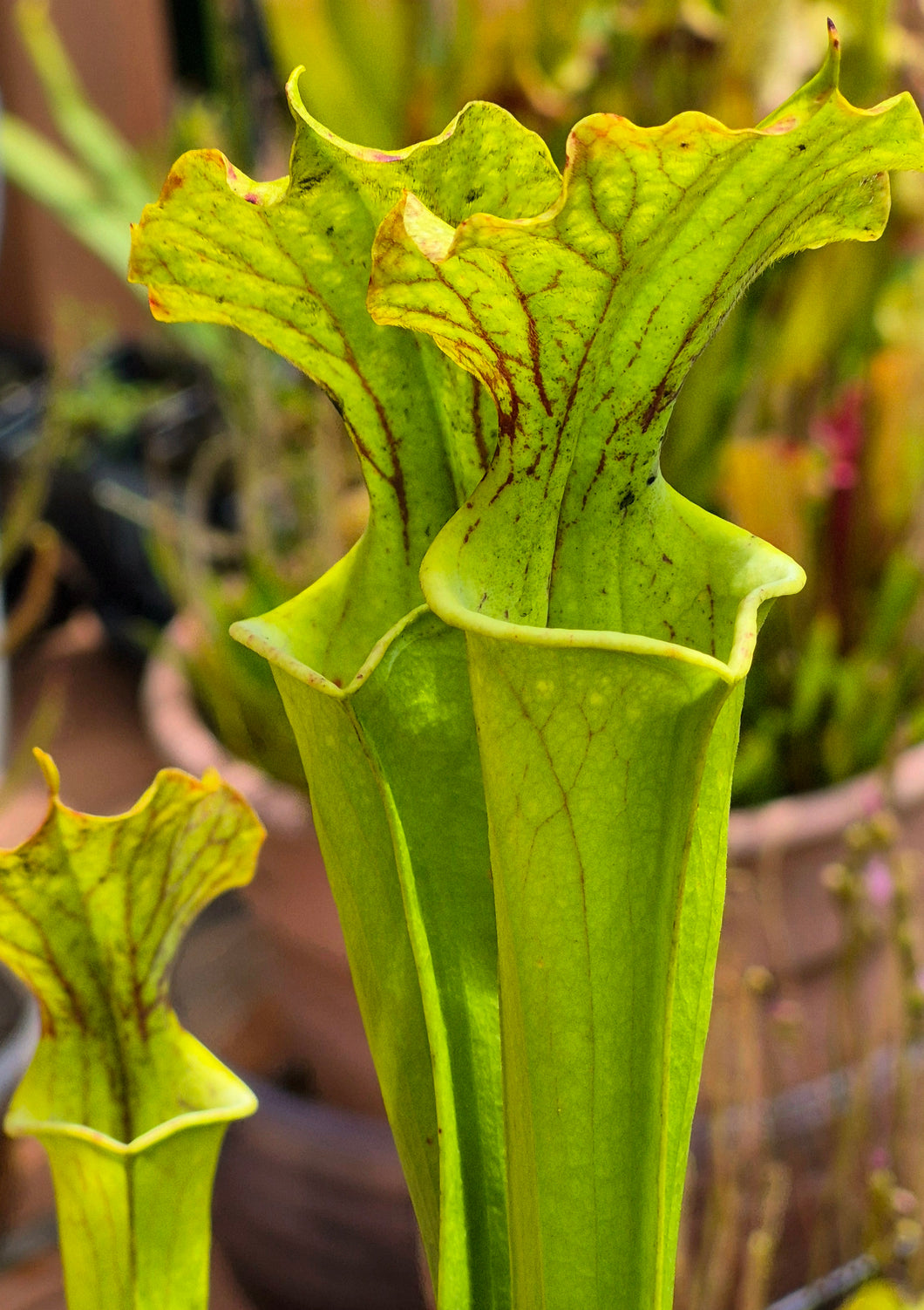 Sarracenia 'Art's Surprise' (American Pitcher Plant)