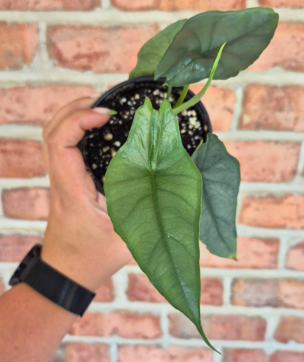 Alocasia heterophylla 'Dragon's Breath'
