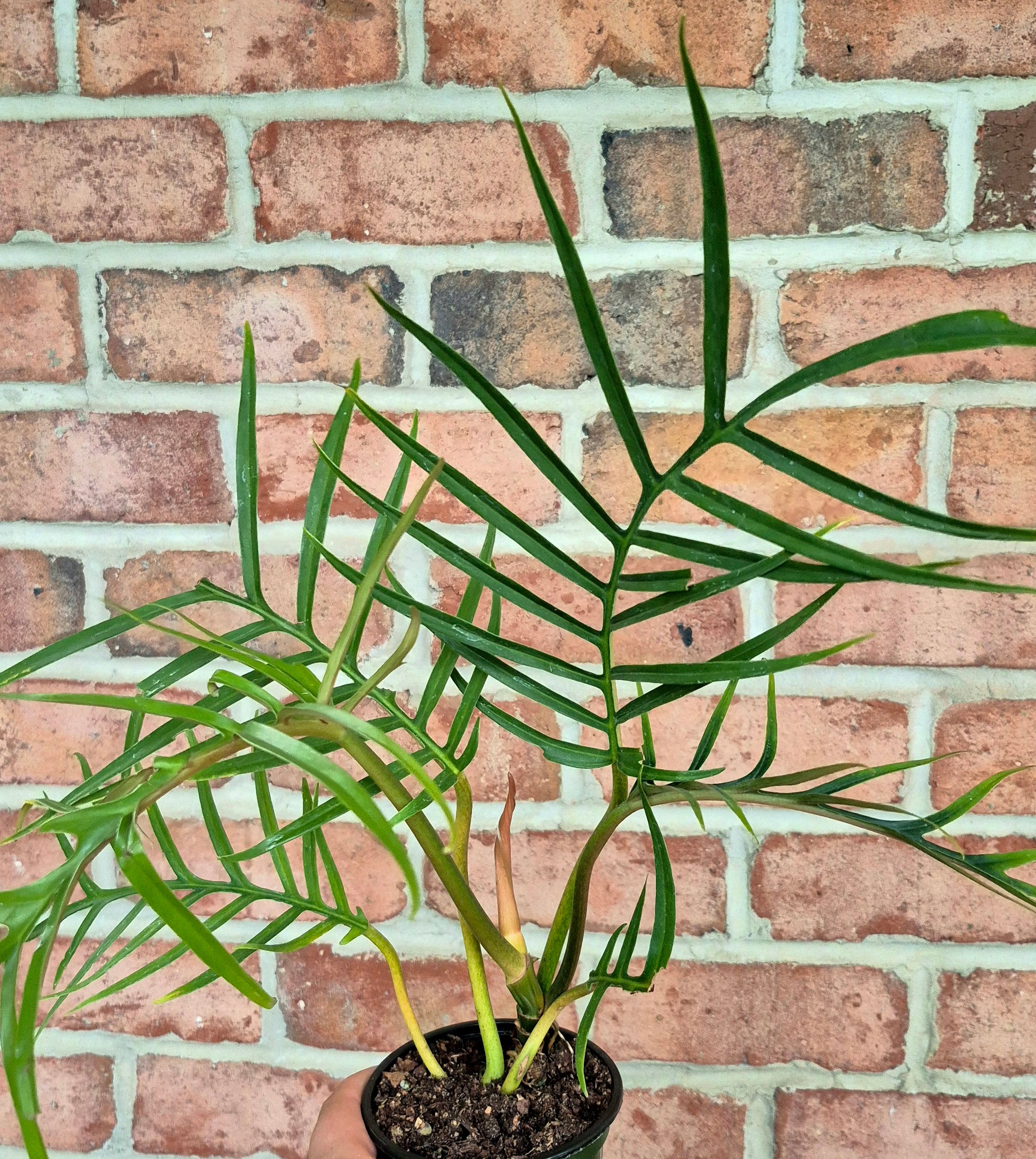 philodendron tortum seeds Philodendron tortum – Cedar Bridge Botanicals