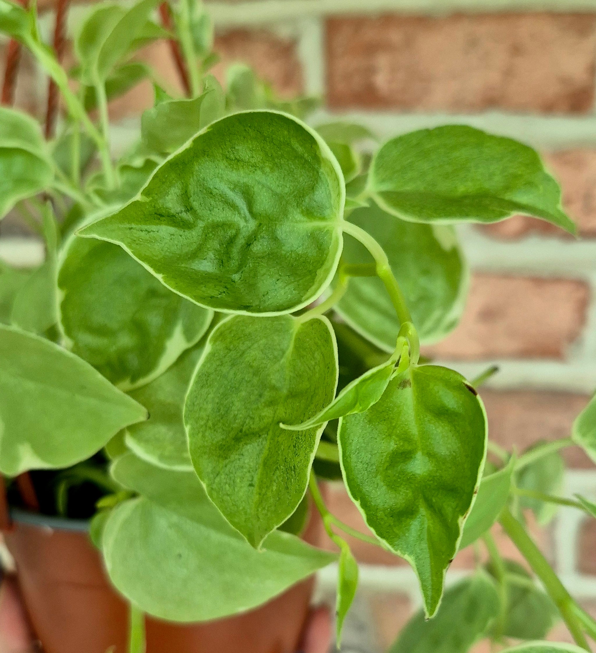Cupid Vine (Peperomia scandens variegata) – Cedar Bridge Botanicals