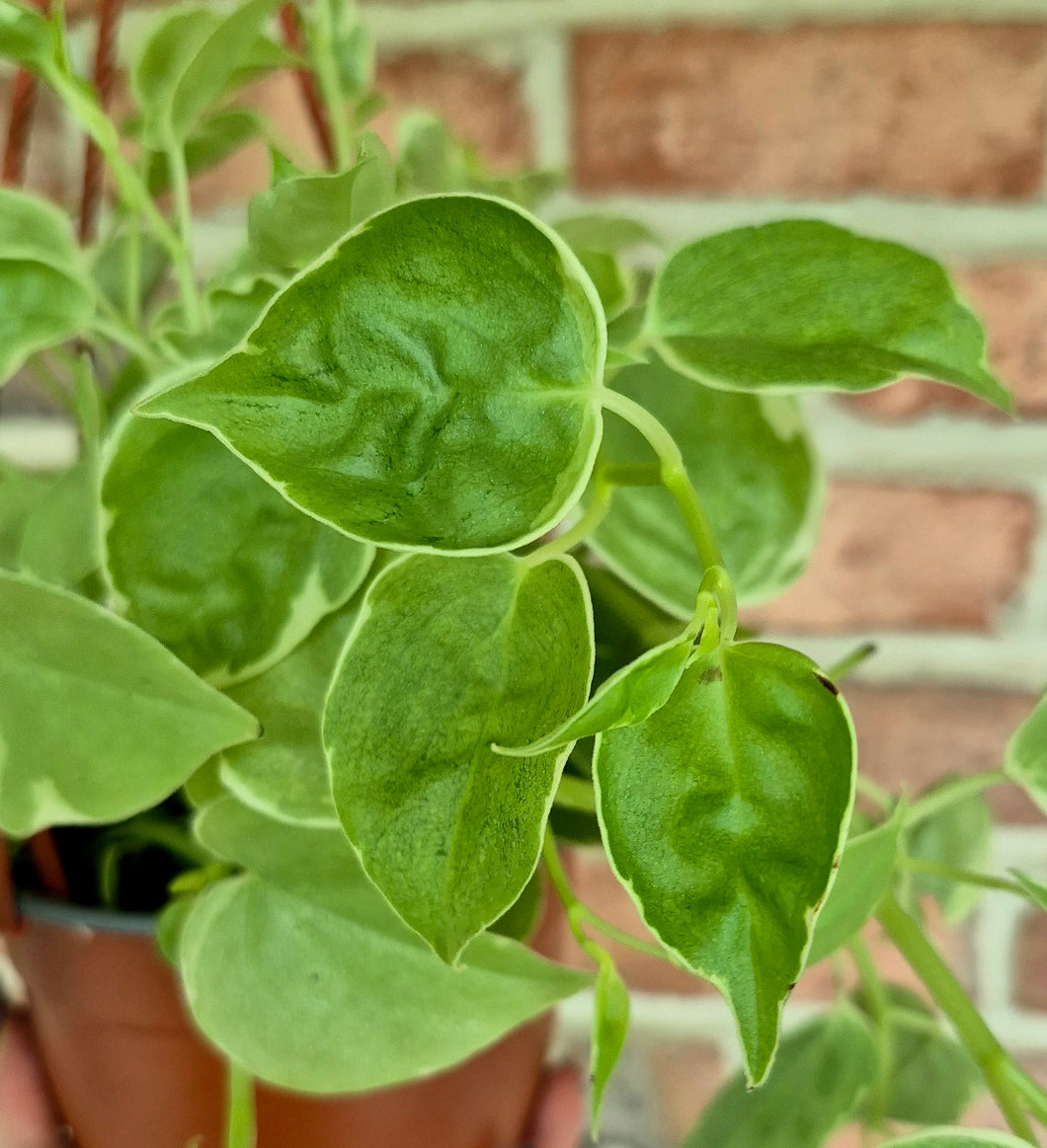 philodendron cupid Cupid Vine (Peperomia scandens variegata) – Cedar Bridge Botanicals