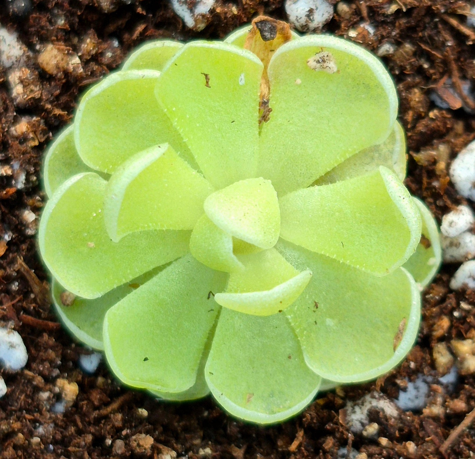 butterwort succulent Pinguicula esseriana 'Agua de Leon' (Butterwort) – Cedar Bridge Botanicals