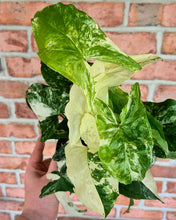 Load image into Gallery viewer, Syngonium albo
